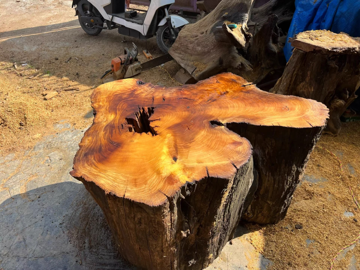 缅甸黄金刺木柞槡木干透老料做茶台底座做围炉高65长宽110~80木墩