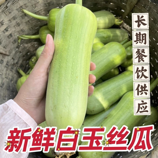 正宗湖南本地白玉丝瓜现摘新鲜嫩农家自种短棒牛奶肉丝瓜当季 蔬菜