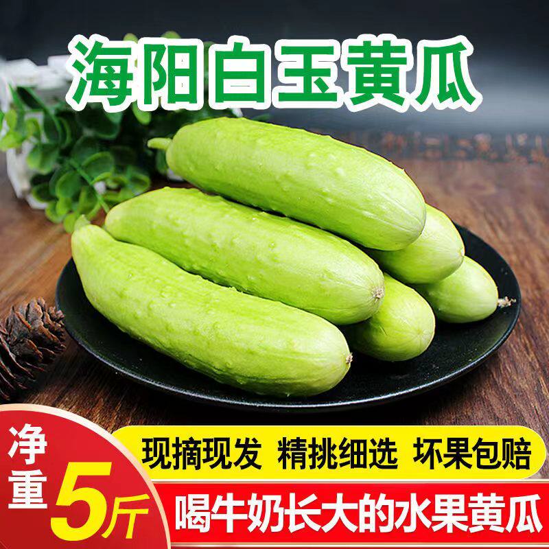 山东海阳牛奶白玉黄瓜水果生吃水果黄瓜新鲜蔬菜5斤整箱现摘现发图片