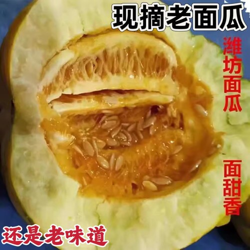 现摘老面瓜老品种老人爱吃的水果
