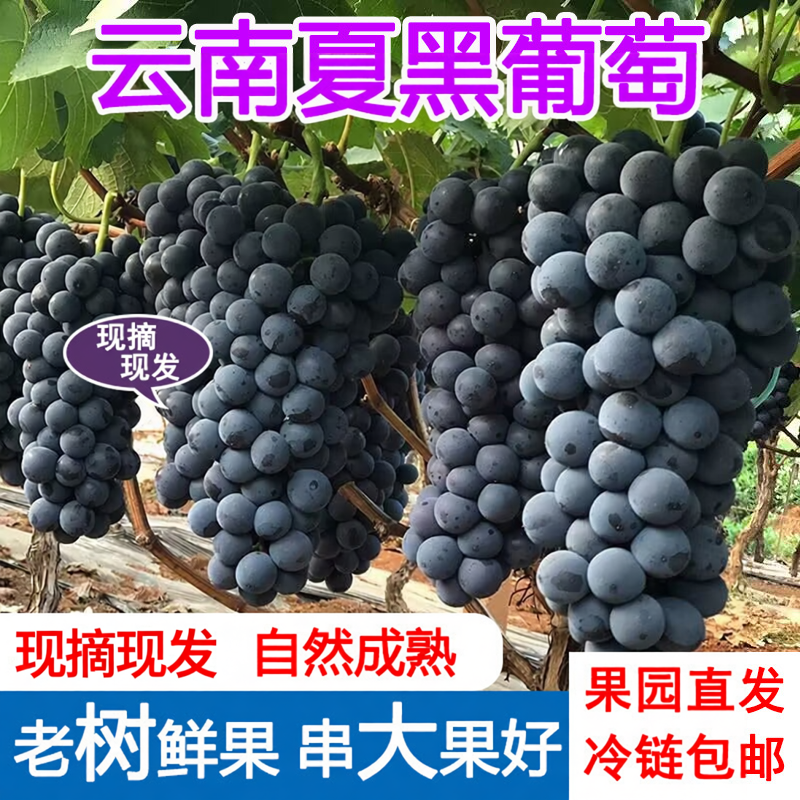 顺丰速发云南夏黑葡萄无籽黑提新鲜当季南方高端水果清甜孕妇整箱