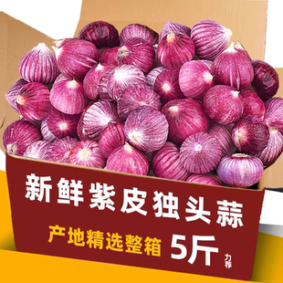 独头蒜新鲜紫红皮鲜蒜现挖干蒜5斤云南大理特大果农家自种批发