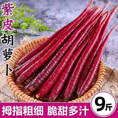 新鲜紫色胡萝卜花青素蔬菜沙地