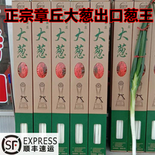 正宗山东章丘大葱旗舰店8斤礼盒装新鲜水果甜葱产地直销顺丰