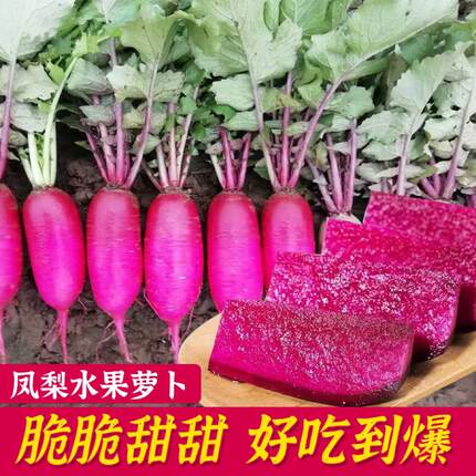 紫美人水果萝卜新鲜现挖心里美红皮红心胭脂泡菜萝卜脆甜口