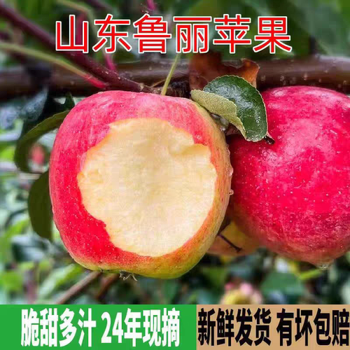 山东鲁丽新鲜小苹果脆甜整箱现摘
