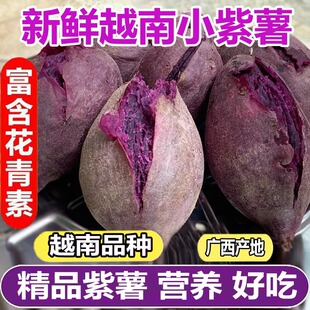 正宗越南小紫薯珍珠板栗紫薯新鲜低脂粉糯紫地瓜现挖沙地番薯