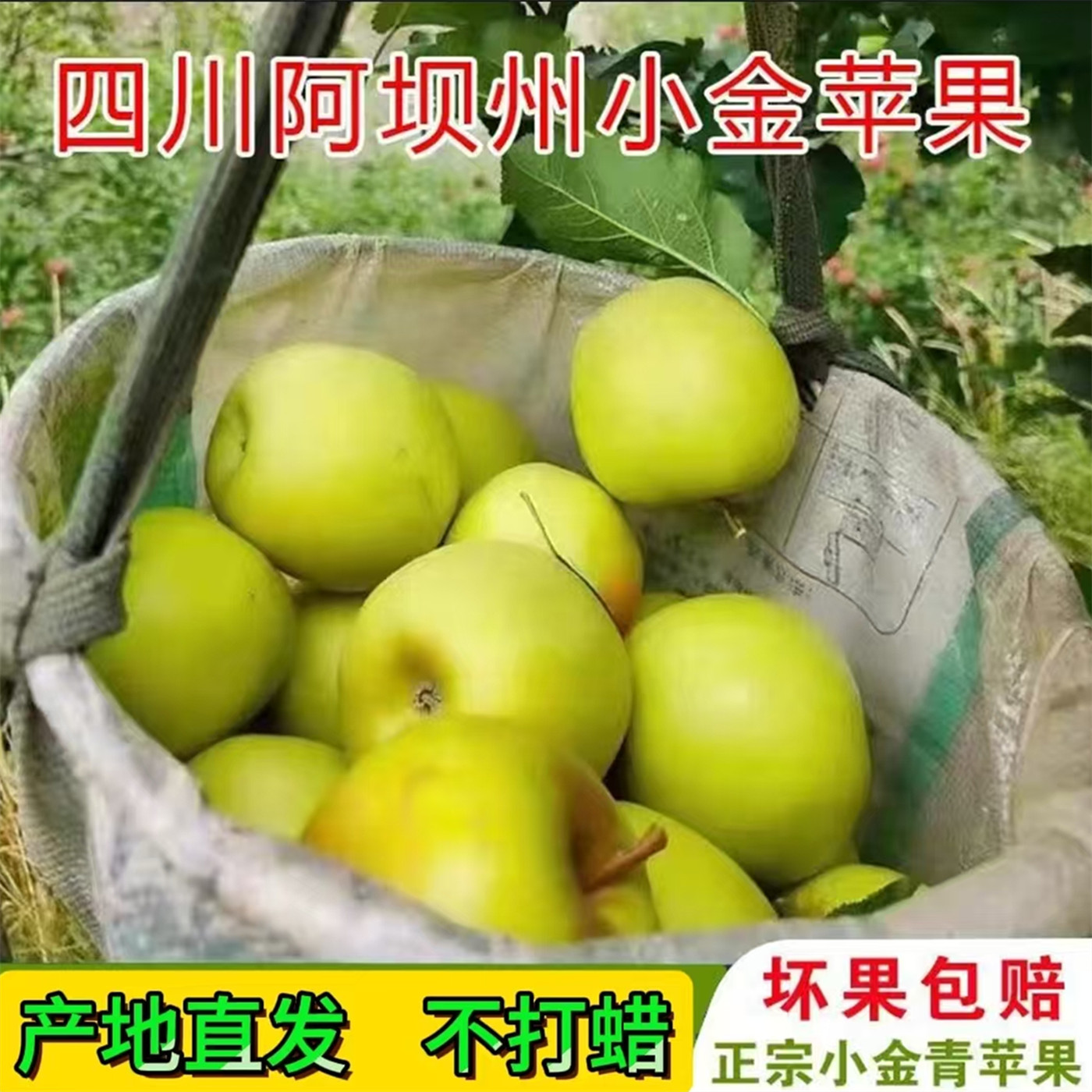小金苹果青苹果阿坝州新鲜水果