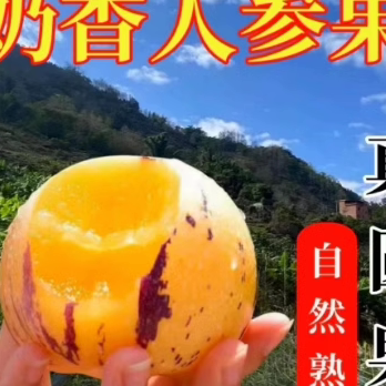 云南人参果单念自然熟特大果