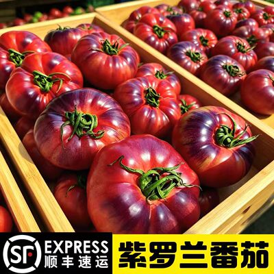 山东寿光紫罗兰番茄火山紫马蹄番茄花青素水果西红柿现摘新鲜顺丰