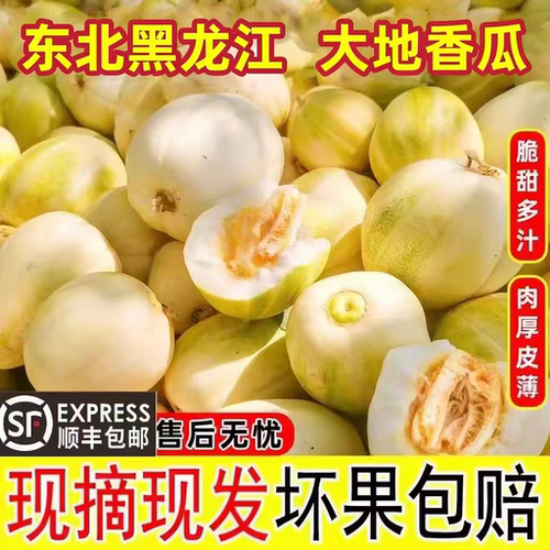 东北大地香瓜白糖罐甜瓜顺丰包邮