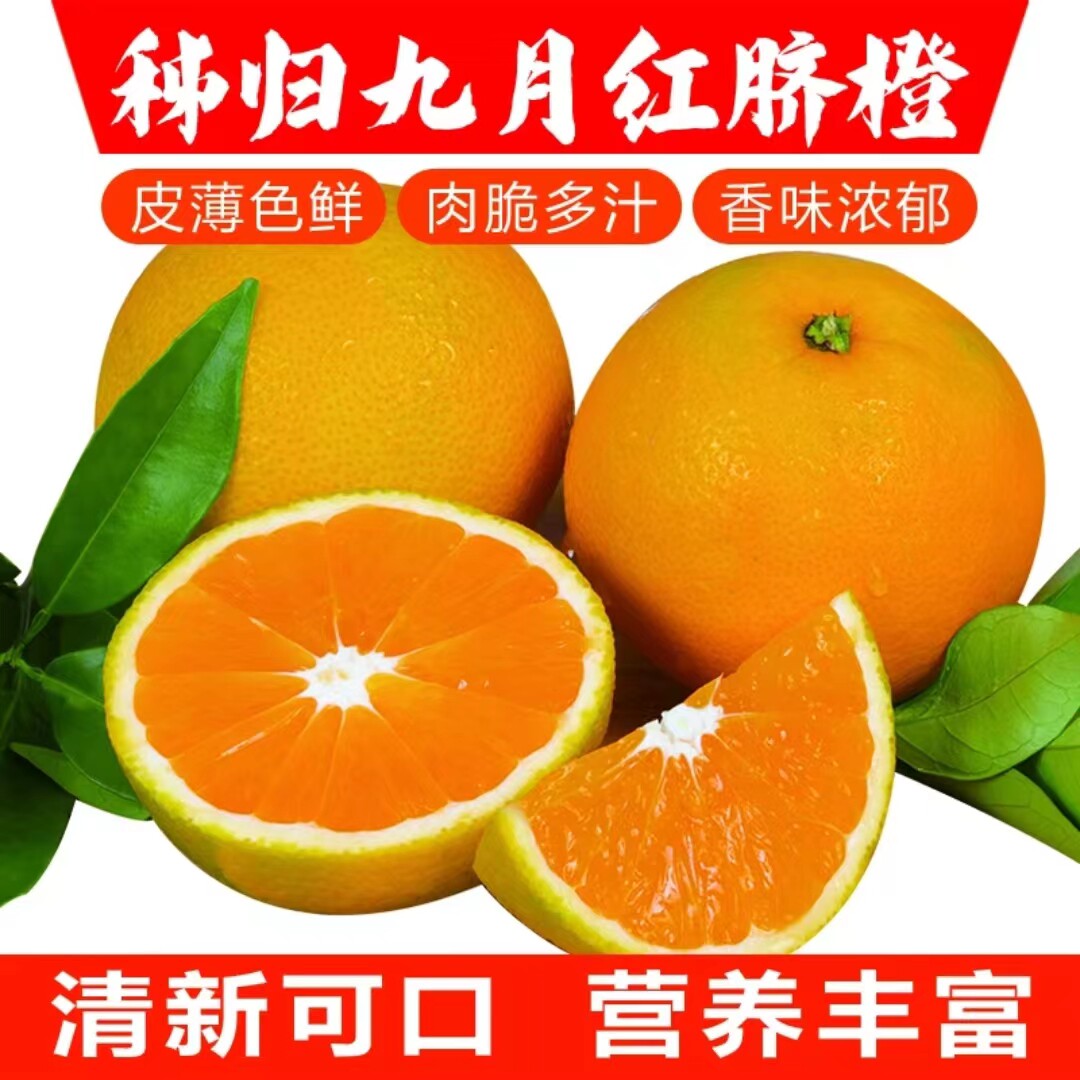 现摘果冻橙子正宗秭归九月红脐橙新鲜水果春季孕妇整箱伦晚脐橙图片