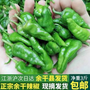 3斤正宗余干辣椒新鲜 江西辣椒余干枫树农家土辣椒薄皮青辣椒1斤