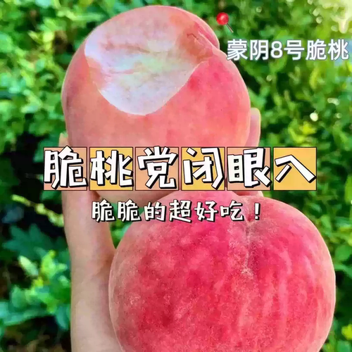沂蒙山8号脆桃新鲜水果应季硬桃毛桃水蜜桃当季山东蒙阴桃子顺丰
