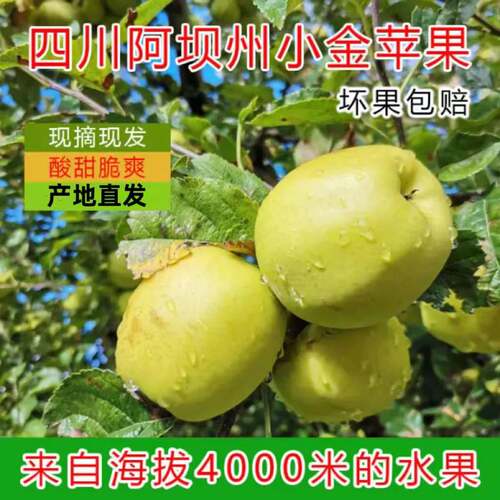 正宗小金苹果阿坝高原酸甜脆