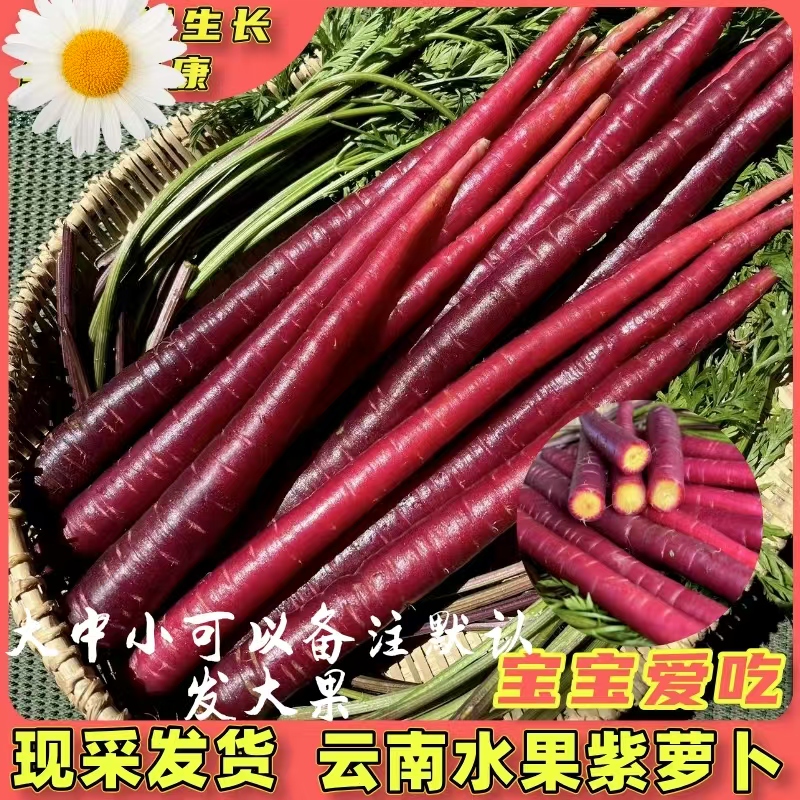 云南特产紫色手指胡萝卜花青素