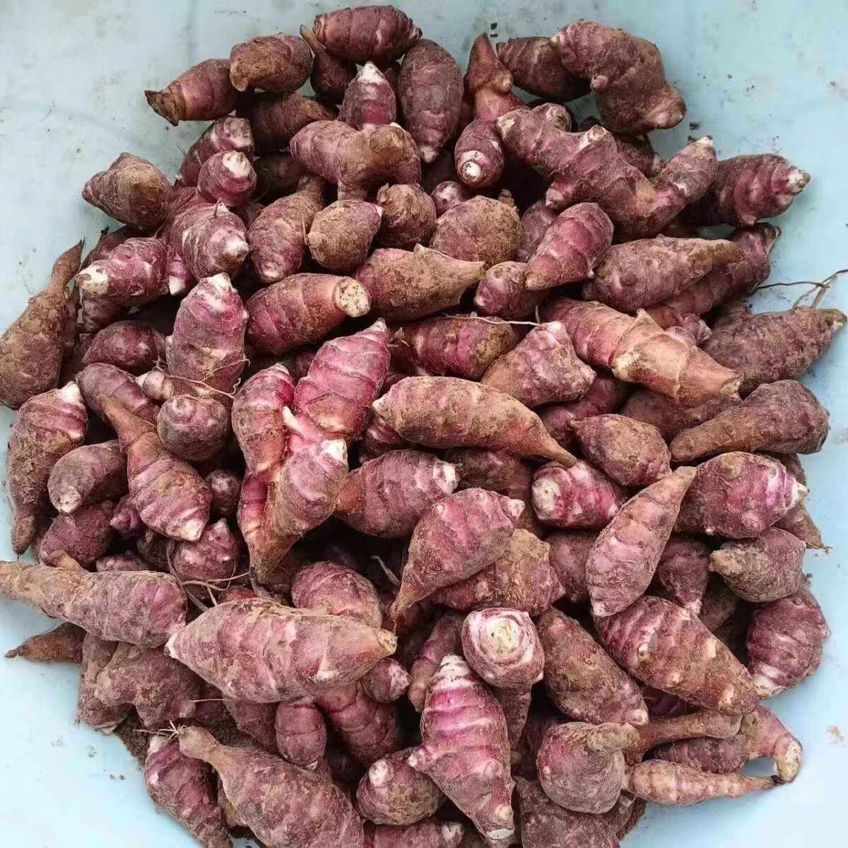 胰岛果紫皮洋姜新鲜红皮洋生姜鬼子姜红果腌酱泡咸菜甜姜种菊芋