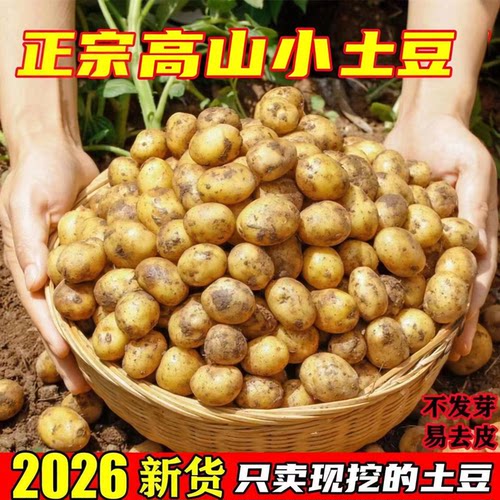恩施新鲜小土豆现挖现发粉糯洋芋黄心土豆