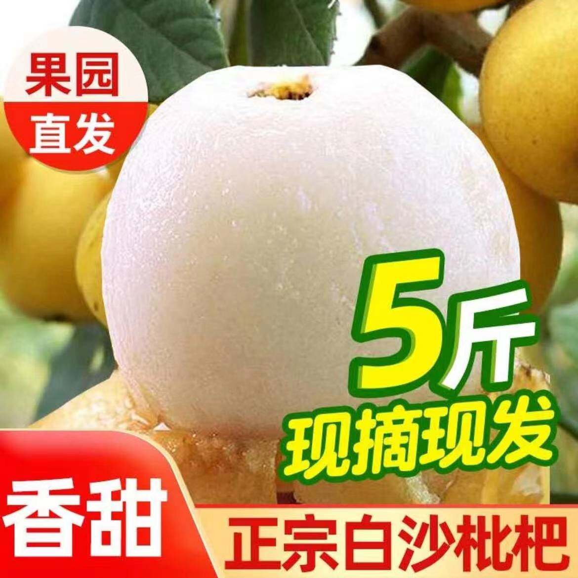 塘栖白沙枇杷浙江余杭塘栖枇杷塘西枇杷塘溪枇杷新鲜枇杷塘栖