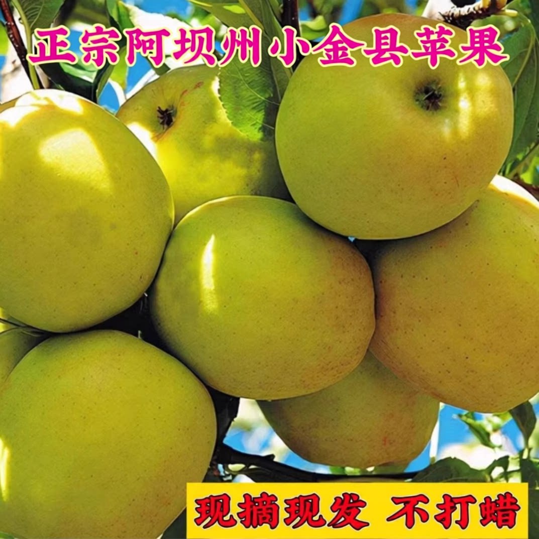 小金县苹果阿坝州青苹果新鲜酸甜