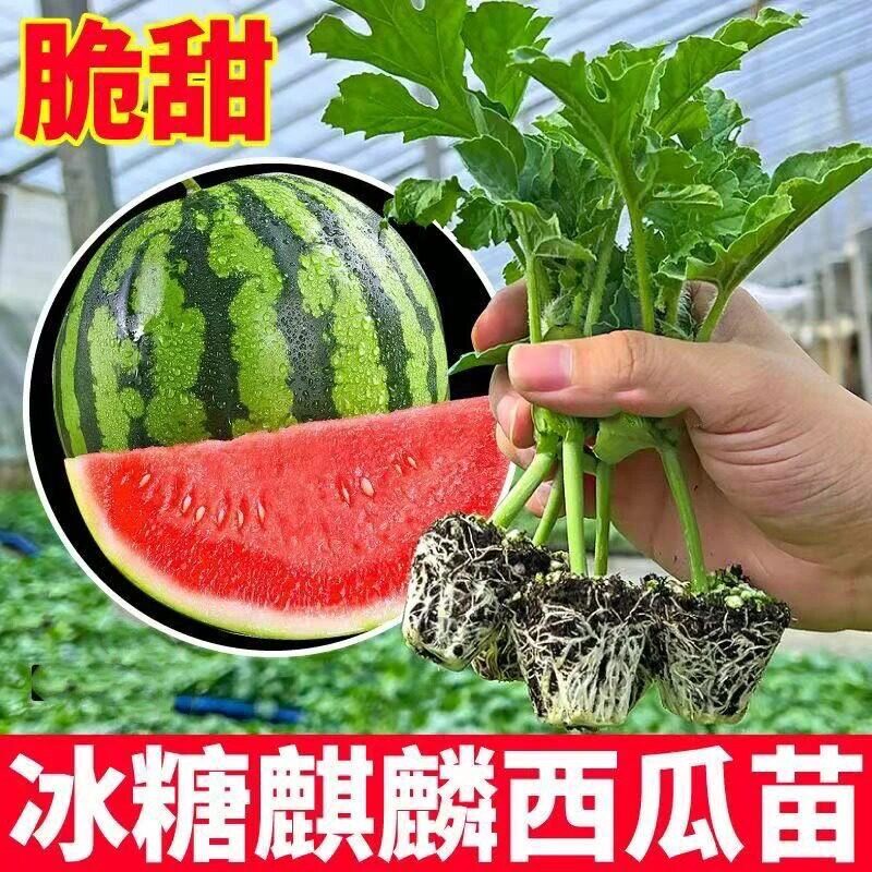 【优质西瓜苗】冰糖麒麟西瓜苗超甜高产带土发货适阳台小院H425