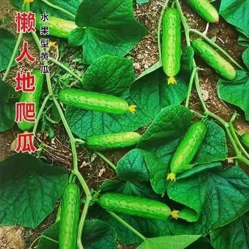懒人满地爬水果黄瓜种子绿心瓜种子高产旱黄瓜阳台春秋蔬菜种H148