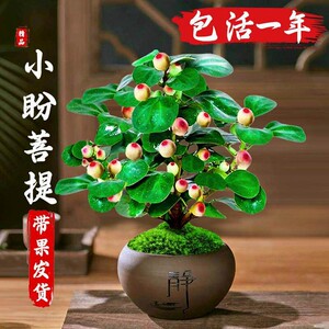 【下单立减30】小盼菩提盆栽带果老桩菩提树盆景中式禅意ZS