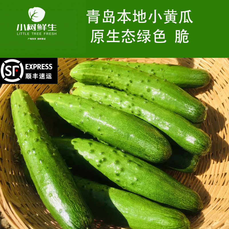 山东青岛夏庄本地有机肥种植小黄瓜 脆黄瓜