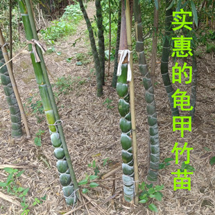 龟甲竹苗 观赏竹子 龙鳞竹 水池河道庭院 观音竹 毛竹变异风水竹