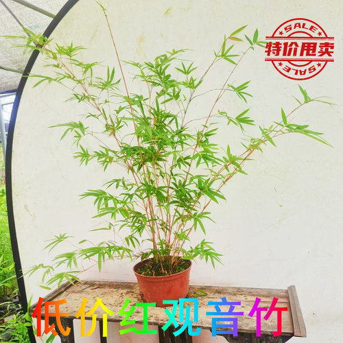 水培红观音竹苗 红竹 室内盆栽 常绿 办公室小盆栽 小微型风水竹