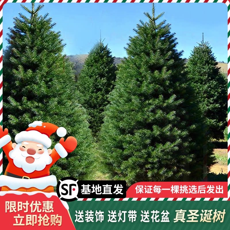 真的圣诞树真树盆栽活的挪威云杉真正的诺贝松真树松树圣诞节绿植