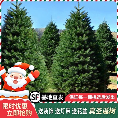 2025新款圣诞树真树挑选好树发出