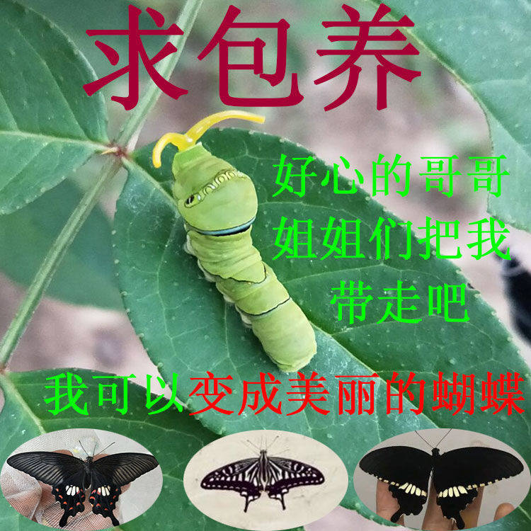 蝴蝶幼虫玉带凤蝶幼虫茧蛹柑橘凤蝶幼虫蝴蝶蛹发货孩子科普观察