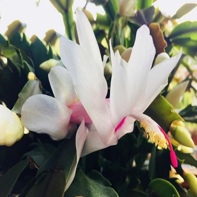 速发蟹爪兰黄色光花多色土接带根带原盆带嫁带花苞当年开炫假昙花