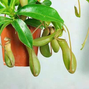 极速猪笼草盆g栽植物驱蚊盆专用花盆马来王巨型植物超大植物二齿