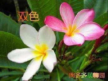 室内外选择客厅j珍品四季带花苞花卉苗蛋黄花浓香花卉鸡蛋花苗