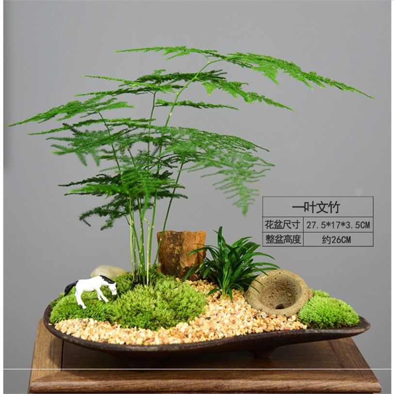 极速文竹盆d栽菖蒲盆景植物室内办公室四季常青竹子微景观绿植净