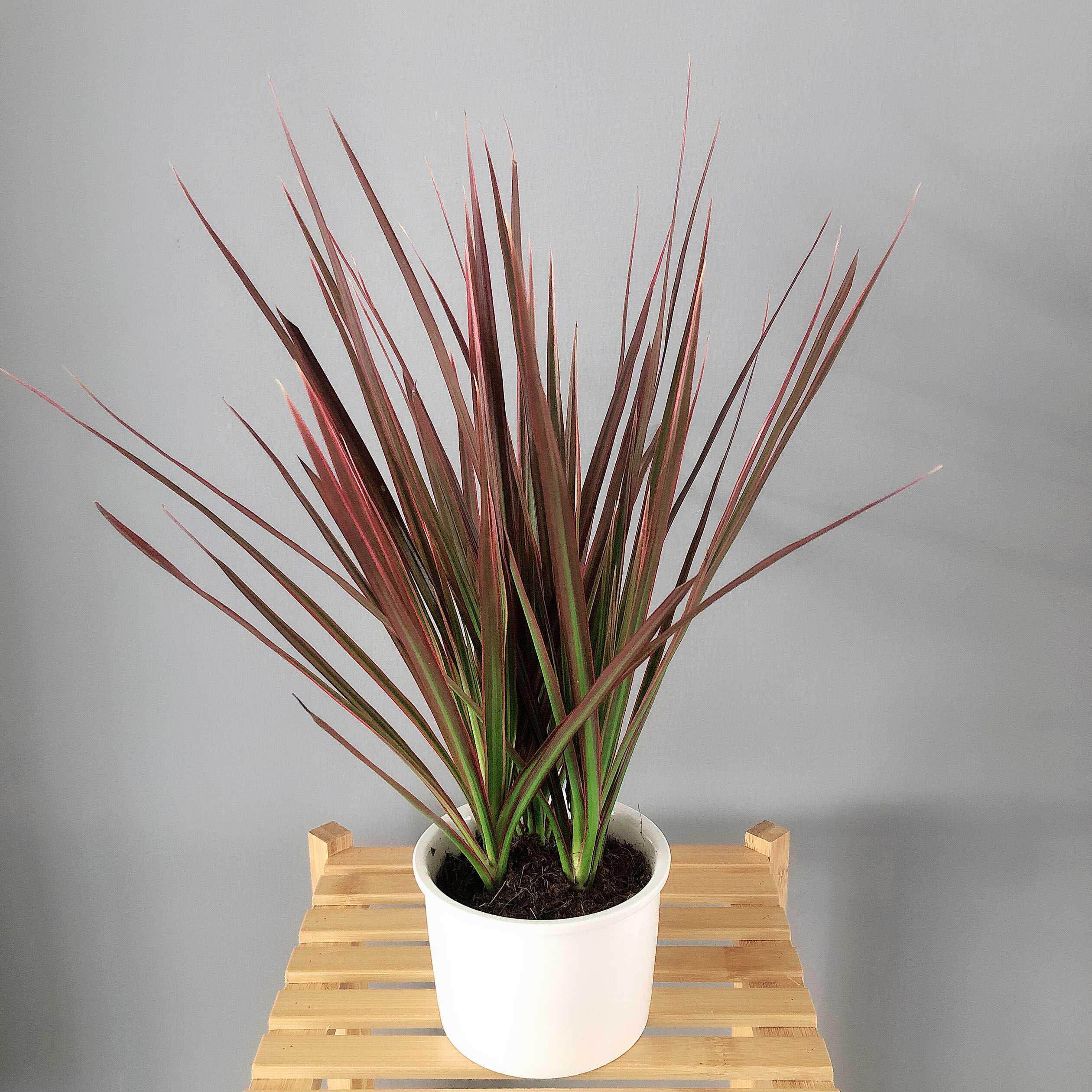 七彩铁千年木北欧盆栽三色龙血树客厅室内吸除甲醛净化空气绿植物