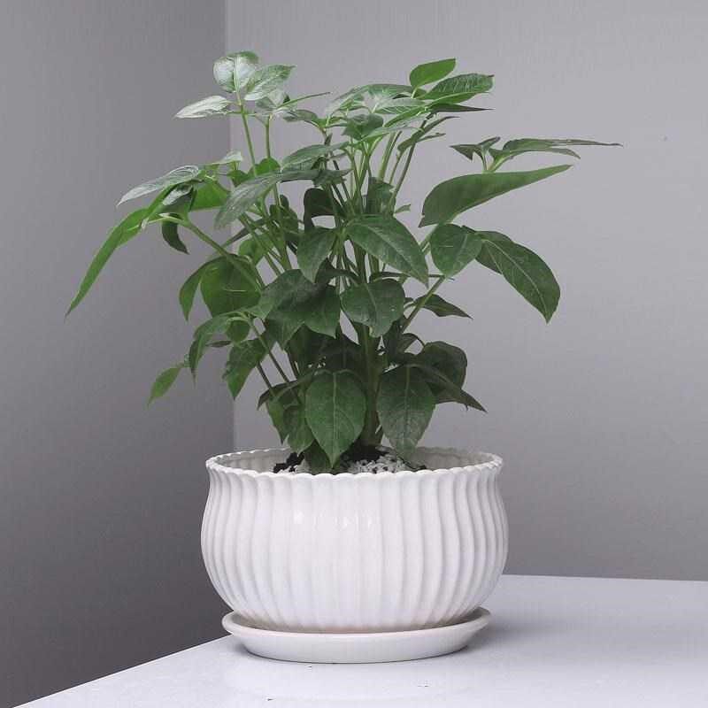 20cm中等托盘口径25厘米清新仙人球小植物芦荟绿萝花盆阳台