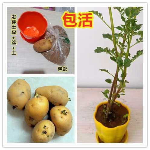 极速水培b植物大蒜长叶红薯洋葱鱼缸小盆栽土豆盆景室内发芽幼儿