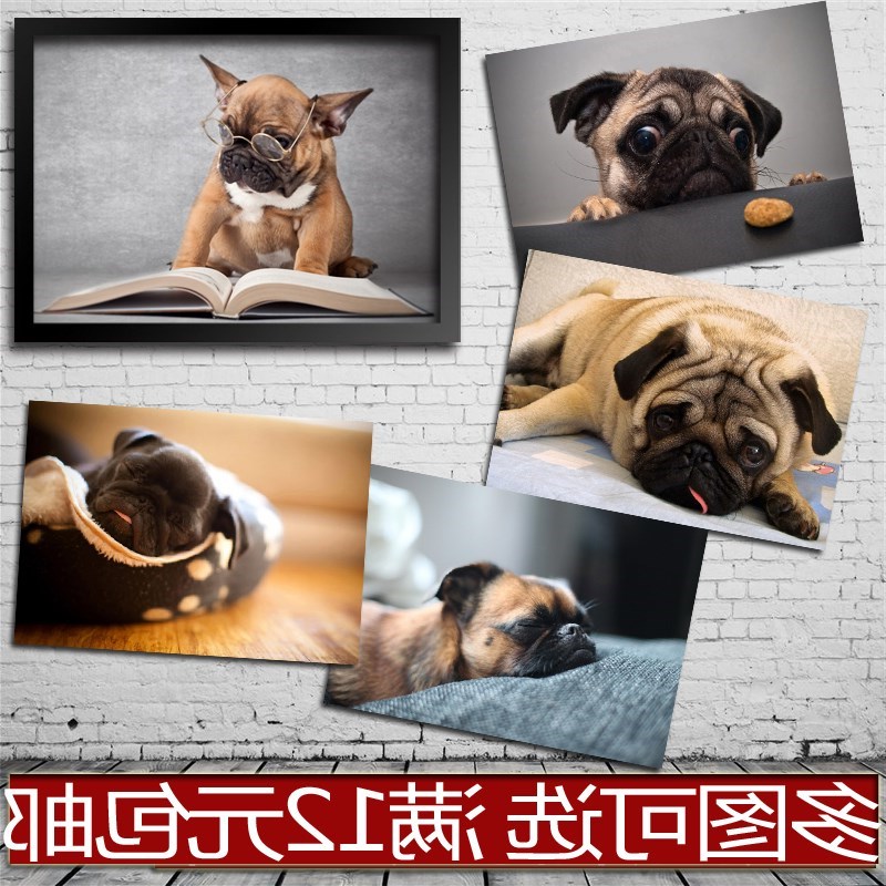 八哥犬动物宠物狗海报酒吧餐厅卧室装饰画贴画相框有框画心