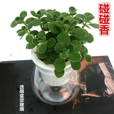 抹香花碰碰香一抹香盆栽植物室内客厅办公桌发财树驱蚊虫香草多肉