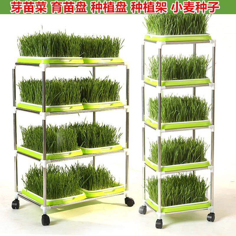 芽苗菜种植盘带盖水培蔬菜育苗盘无土栽培阳台架子纸上种菜豆芽盘