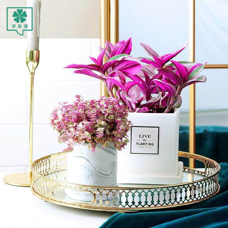 趣味陶瓷花盆价格 趣味陶瓷花盆图片 星期三