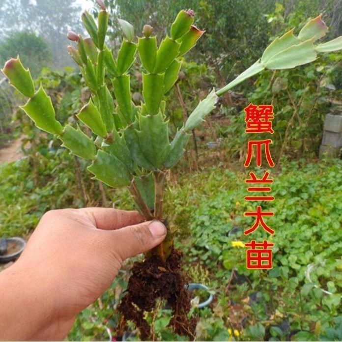 蟹爪兰花苗大苗带根多色花卉植物室内绿植四季开j花多肉可嫁接盆