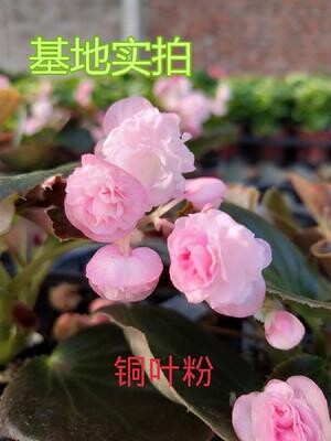 重瓣四季海棠海棠球球玻璃球小花型阳台庭院盆栽植物