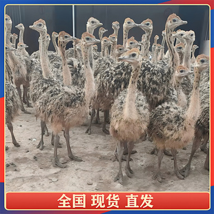 鸵鸟幼苗一对公母活苗幼崽活物价格非洲卖多少钱澳洲鸸鹋脱温活体