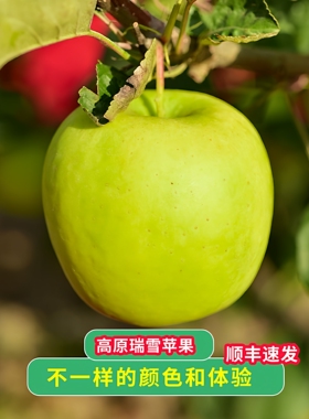 顺丰甘肃瑞雪苹果玫瑰清香脆甜爽口水份足新鲜水果儿童青苹果5斤