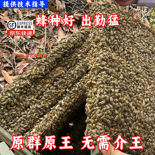 中蜂蜂群带子脾带王中华蜜蜂蜂群活体蜜蜂笼蜂中华土蜂活蜂新手