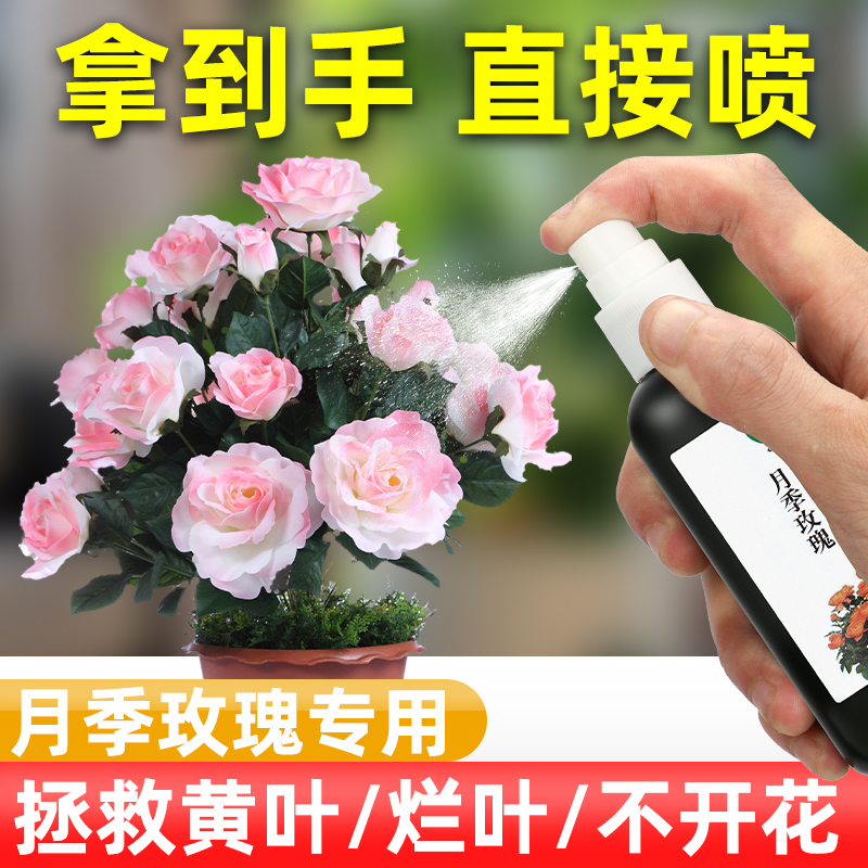 免稀释月季花肥料专治黄叶不开花